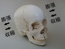 頭蓋リズムの概念図