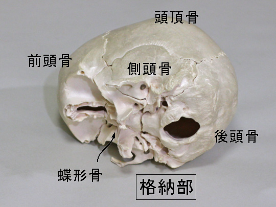 頭蓋模型、脳の格納部斜め下からの写真