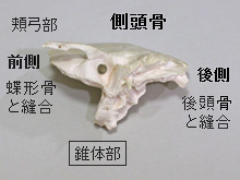 左側頭骨の下面図