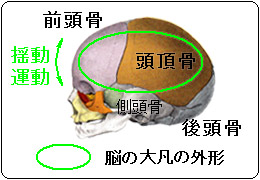 脳のモティリティの概念図